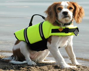 Dog Life Vest With handle